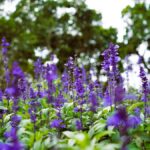 Guía Completa para Cultivar y Cuidar Flores de Salvia