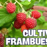 Guía completa para cultivar y cuidar frambuesas ‘Fall Gold