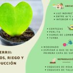 Guía Completa para Cultivar y Cuidar Hoya Kerrii