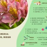 Guía completa para cultivar y cuidar la Alstroemeria