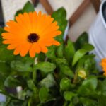 Guía Completa para Cultivar y Cuidar la Calendula
