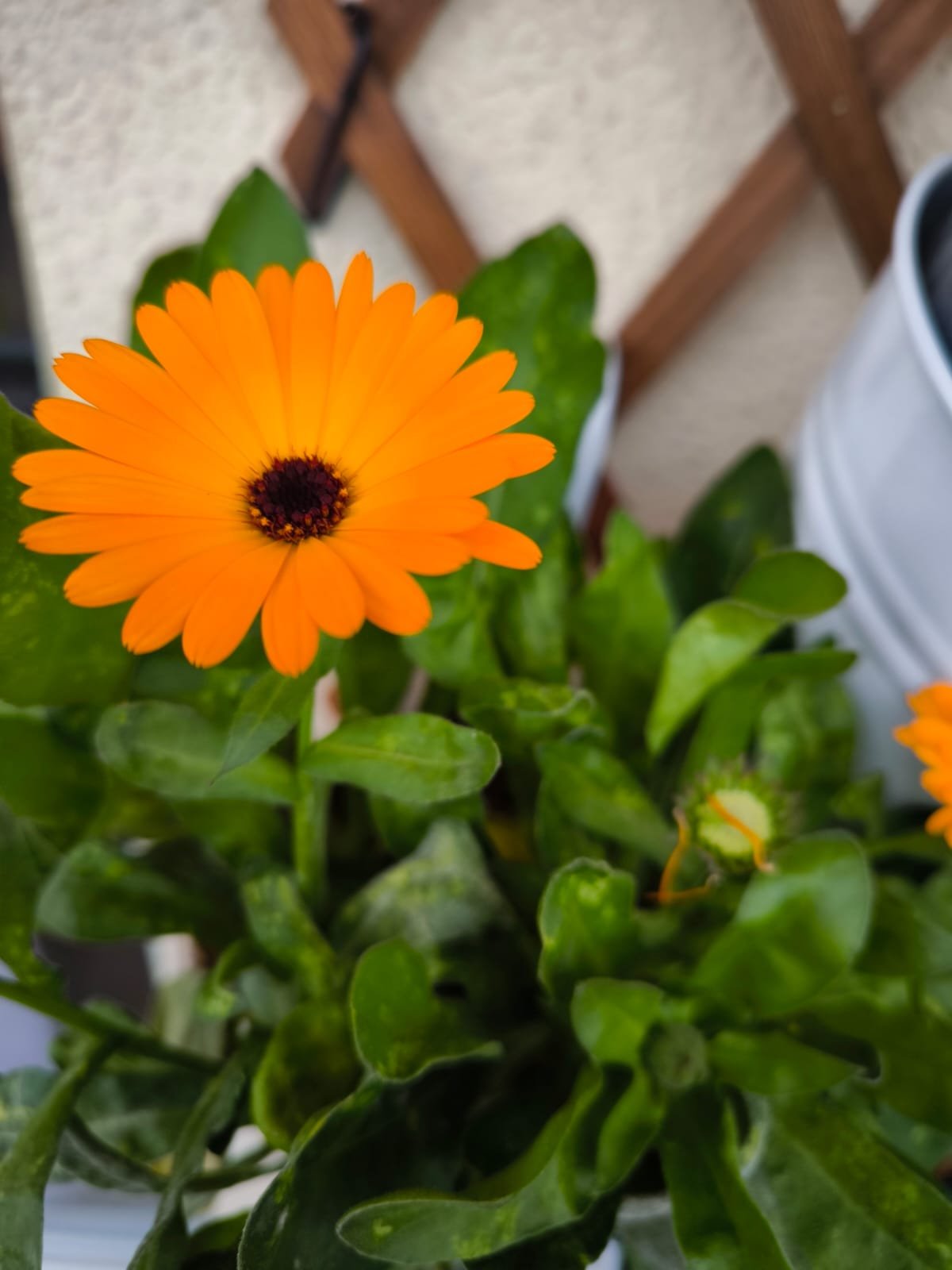 Guía Completa para Cultivar y Cuidar la Calendula