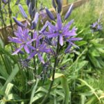 Guía Completa para Cultivar y Cuidar la Camassia