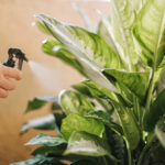 Guía Completa para Cultivar y Cuidar la Dieffenbachia
