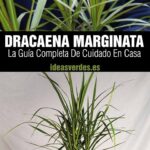Guía completa para cultivar y cuidar la Drácena Marginata