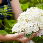 Guía completa para cultivar y cuidar la hortensia Serrata