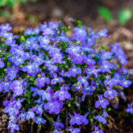 Guía completa para cultivar y cuidar la lobelia azul
