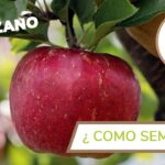 Guía completa para cultivar y cuidar la manzana estrella