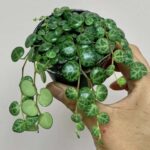 Guía completa para cultivar y cuidar la planta Collar de tortugas