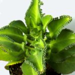 Guía Completa para Cultivar y Cuidar la Planta Madre de Miles