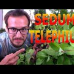 Guía Completa para Cultivar y Cuidar la Planta Sanalotodo