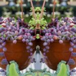 Guía Completa para Cultivar y Cuidar la Planta String of Rubies