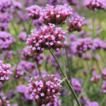 Guía Completa para Cultivar y Cuidar la Verbena