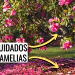 Guía completa para cultivar y cuidar las camelias