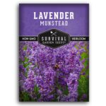 Guía completa para cultivar y cuidar lavanda Munstead