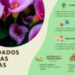 Guía Completa para Cultivar y Cuidar Lirios Cala