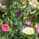 Guía Completa para Cultivar y Cuidar Lisianthus