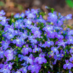 Guía Completa para Cultivar y Cuidar Lobelia