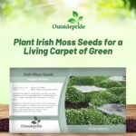 Guía Completa para Cultivar y Cuidar Musgo Irlandés