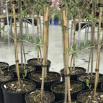 Guía Completa para Cultivar y Cuidar Olivos de Interior