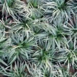 Guía Completa para Cultivar y Cuidar Ophiopogon Japonicus