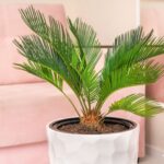 Guía Completa para Cultivar y Cuidar Palmas de Sago