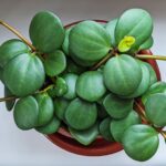 Guía Completa para Cultivar y Cuidar Peperomia Hope