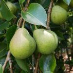 Guía Completa para Cultivar y Cuidar Perales Bosc