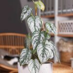 Guía Completa para Cultivar y Cuidar Philodendron Brandtianum
