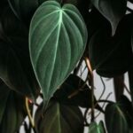 Guía completa para cultivar y cuidar Philodendron Micans