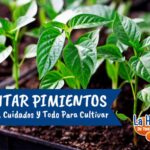 Guía Completa para Cultivar y Cuidar Pimientos
