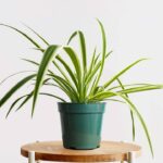 Guía Completa para Cultivar y Cuidar Plantas Araña