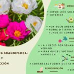 Guía completa para cultivar y cuidar portulacas