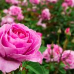 Guía completa para cultivar y cuidar rosas ‘At Last