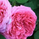 Guía Completa para Cultivar y Cuidar Rosas ‘Zephirine Drouhin’