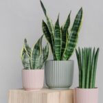 Guía Completa para Cultivar y Cuidar Sansevieria Parva
