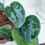 Guía Completa para Cultivar y Cuidar Scindapsus Pictus