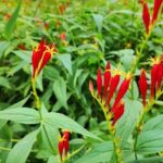 Guía Completa para Cultivar y Cuidar Spigelia (Pinkroot)