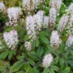 Guía Completa para Cultivar y Cuidar Tiarella