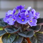 Guía Completa para Cultivar y Cuidar Violetas Africanas