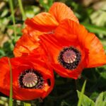 Guía completa para plantar cultivar y cuidar amapolas