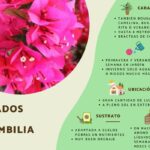 Guía Completa para Plantar Cultivar y Cuidar Bugambilias