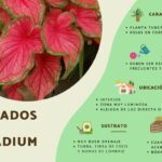 Guía Completa para Plantar Cultivar y Cuidar Caladium