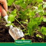 Guía Completa para Plantar Cultivar y Cuidar Cilantro