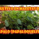 Guía completa para plantar cultivar y cuidar el papalo