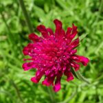 Guía Completa para Plantar Cultivar y Cuidar Knautia