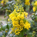 Guía Completa para Plantar Cultivar y Cuidar la Uva de Oregón