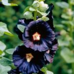 Guía Completa para Plantar Cultivar y Cuidar Malvarrosas