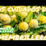 Guía Completa para Plantar Cultivar y Cuidar Membrilleros
