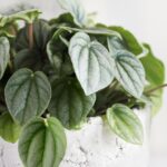 Guía Completa para Plantar Cultivar y Cuidar Peperomia Frost